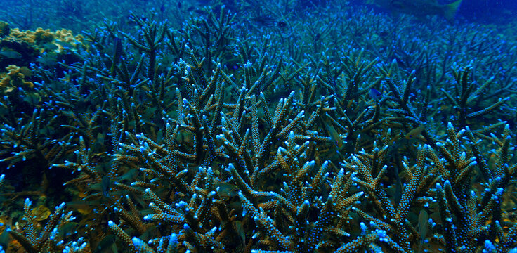 Close‑Up beautiful Coral Reef Underwater. From a scuba dive in Koh Tao in Thailand.