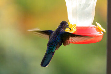 Fototapeta premium Violet Sabrewing hummingbird, Campylopterus hemileucurus, hovering and feeding nectar at a feeder