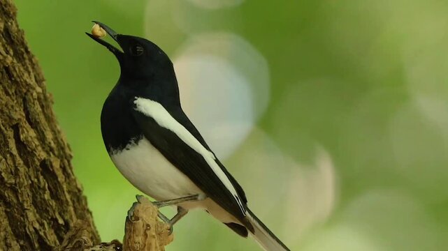 Male oriental magpie robin bird perched on a rough tree trunk holding food in its open beak against a blurred green nature bokeh background