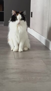 Curious Cat Observing Wall: A Playful Moment of a Fluffy Feline with Distinctive Coloring Engaged in Exploration on a Modern Floor
