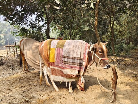 Two domestic cows covered with warm blankets standing tied together on a rural farm during winter.