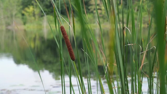 Tall Grass Around Green Pond in American Marshland, Close Up