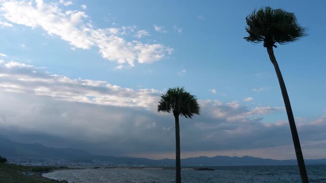 ヤシの木、田ノ浦ビーチ、別府湾