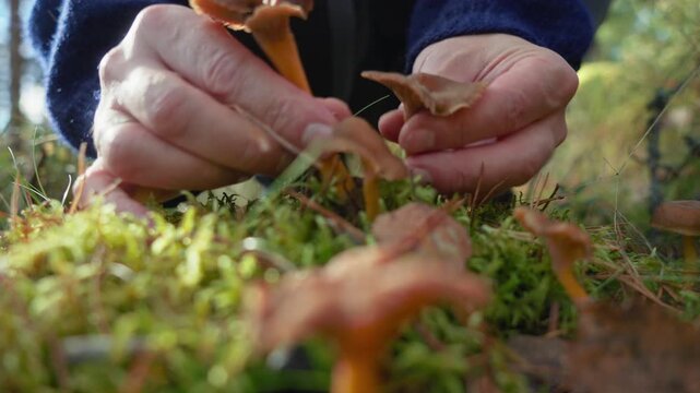 A close-up shot of a persons hands carefully harvesting fresh wild trumpet chanterelle mushrooms growing on the green mossy ground of a forest during the autumn season...