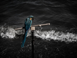 Blue-and-gold macaw parrot perching on a wooden T-stand above splashing sea waves © Saverio