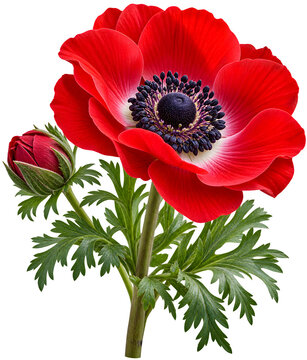 Realistic isolated red anemone flower clipart for floral design on transparent background