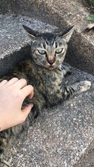 cat in hand © baconcnx
