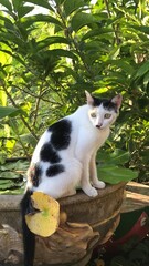 cat in the garden © baconcnx
