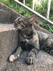 cat © baconcnx