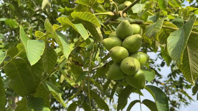 Green unripe Japanese walnuts clustered on a Juglans ailantifolia branch. Nut tree harvest, home orchard, plant-based nutrition, sustainable growing, seasonal produce, late summer agriculture.