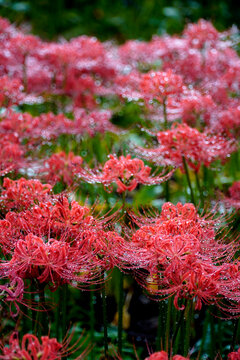 The cluster amaryllis features an automatic watering system that makes the flowers even more beautiful and enchanting.
