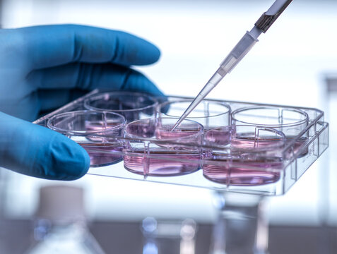Scientist pipettes pink liquid into a multiwell plate