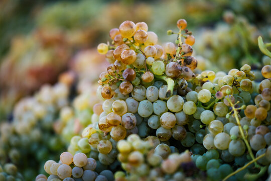 Freshly harvested white grapes lie in a heap at a vineyard