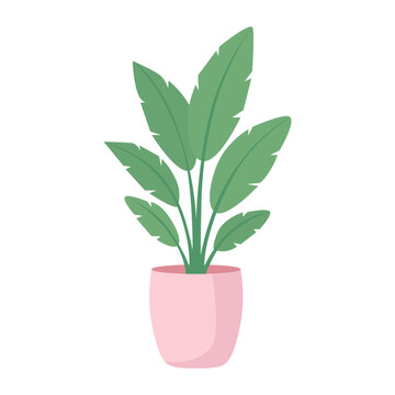 Green Tropical Houseplant in Pink Pot