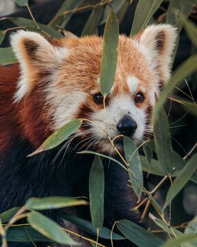 View of a red panda portrait among green foliage in Chengdu, Sichuan, China.