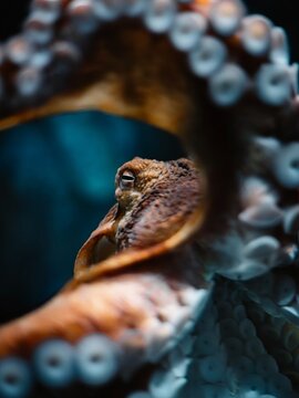 View of an octopus with detailed tentacles and eye visible in the deep blue waters of the Mediterranean Sea in Portofino, Liguria, Italy.