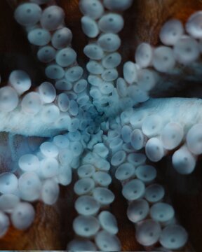 View of octopus tentacles with suckers in deep blue ocean water near Portofino, Liguria, Italy.