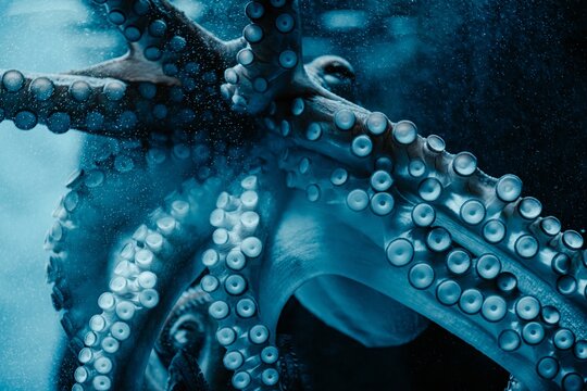 View of underwater octopus tentacles with detailed suckers in the deep blue ocean near Portofino, Liguria, Italy.