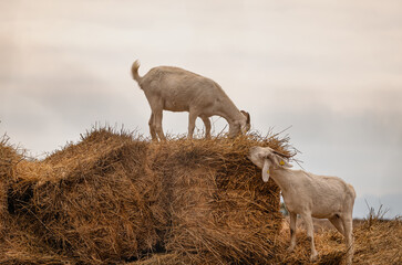 Goats feeding on hay bale in rural Spanish village © Paolo Corazza
