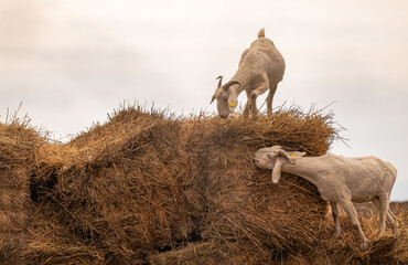 Goats eating dry hay bales on rural Cadiz countryside farm © Paolo Corazza