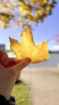 Autumn Leaf Blown From an Open Hand by the Wind Vertical