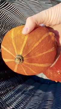 Hand Turning an Orange Pumpkin in Bright Autumn Light