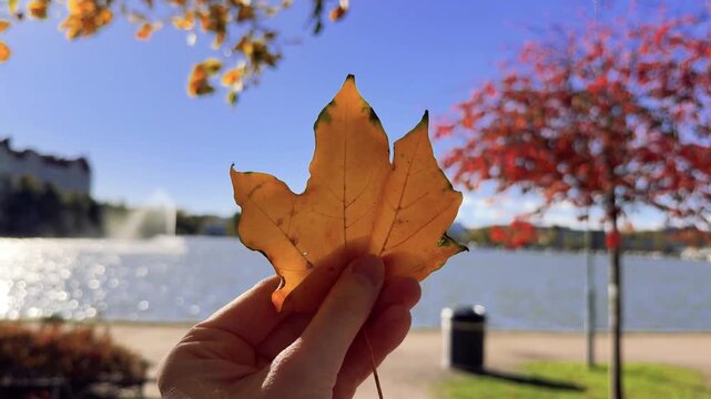 Yellow Maple Leaf Held Up in a Windy Autumn Park