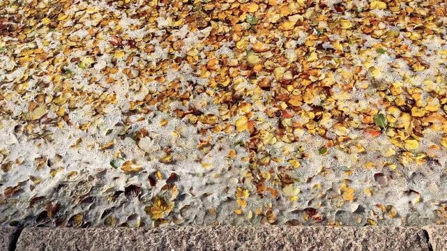 Panning From Floating Fallen Leaves on a Quay to the Helsinki City Sky