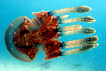 Philippine's sea life © Brian