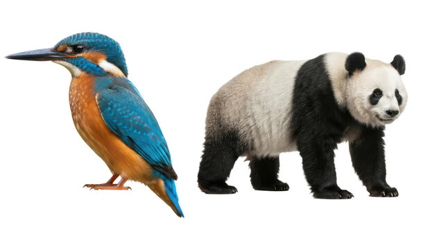 Colorful kingfisher bird standing next to a cute giant panda bear standing together on a plain surface