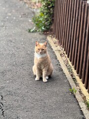 cat on the street © MCM