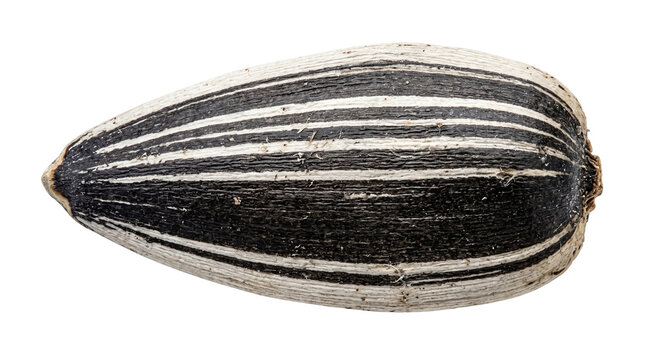 Striped sunflower seed isolated on white background, single organic snack seed, macro view of black and white helianthus seed, healthy food ingredient