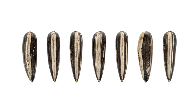 Seven sunflower seeds arranged in a line, organic black and white striped seeds on white background, raw sunflower kernels for food packaging