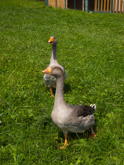 Vertical full length shot of two domestic gray geese walking on bright green grass in enclosure on summer sunny day with building and wooden fence in blurry background daylight high angle view © Tina