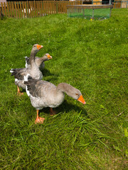 Vertical full length shot of three domestic gray geese walking on vibrant green grass in enclosure on summer sunny day with building fence and green trees in blurry background daylight angle © Tina