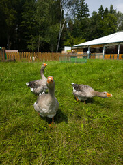 Vertical full length shot of three domestic gray geese walking on vibrant green grass in enclosure on summer sunny day with building fence and green trees in blurry background daylight angle © Tina