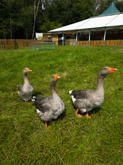 Vertical full length shot of three domestic gray geese walking on vibrant green grass in enclosure on summer sunny day with building fence and green trees in blurry background daylight angle © Tina