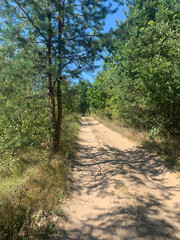 A picturesque dirt road winding through a coniferous forest, bathed in summer sunlight. An ideal shot for themes such as ecotourism, nature walks, off-road travel, or outdoor recreation. Sunlight and  © Maryna