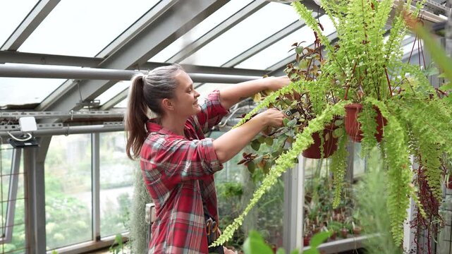 Positive woman florist green thumb taking care of hanging potted plants in greenhouse on workday, confident female gardener attentively examining plants, carefully cutting twigs and leaves in nursery.