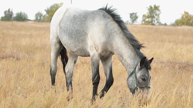 Grey horse grazing, lowering head and eating dry grass on a wide pasture field outdoors. Beautiful cinematic country agriculture scene of a domestic farm stallion mammal animal feeding in a meadow. 