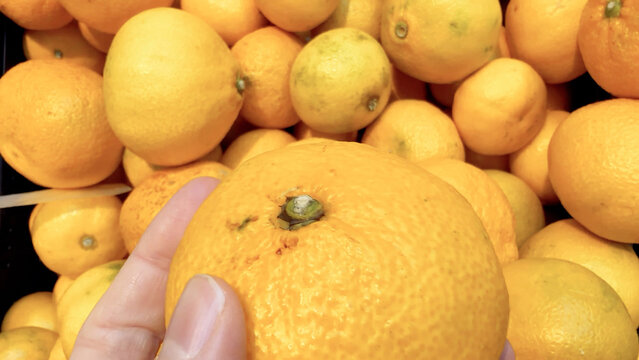 Hand Holding a Satsuma Above a Crate of Citrus Fruit