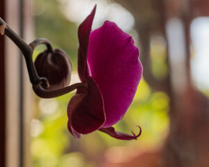 Gros plan sur une fleur d'orchidée rose pourpre et son bouton de profil © Pyc Assaut