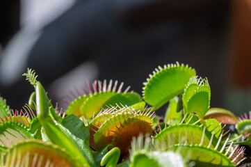 Jeune piège en croissance d'une plante carnivore Vénus gobe-mouche © Pyc Assaut