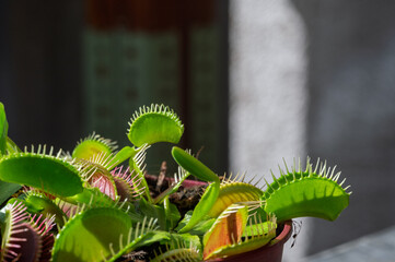 Pièges ouverts de Vénus gobe-mouche en bord de pot avec ombres portées © Pyc Assaut