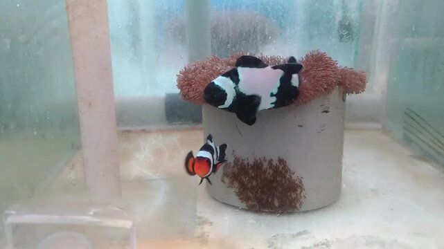 Clownfish guarding fish eggs on a spawning substrate in a commercial aquaculture hatchery, showcasing marine farming and breeding technology.