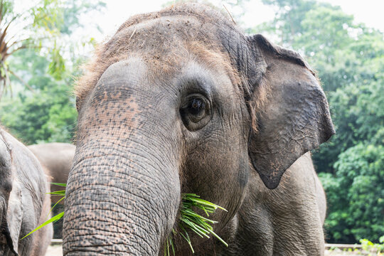 Asian elephant wildlife conservation and ecotourism concept, close up frontal portrait of elephant eating fresh green grass in sanctuary, representing biodiversity, and gentle giant fauna.