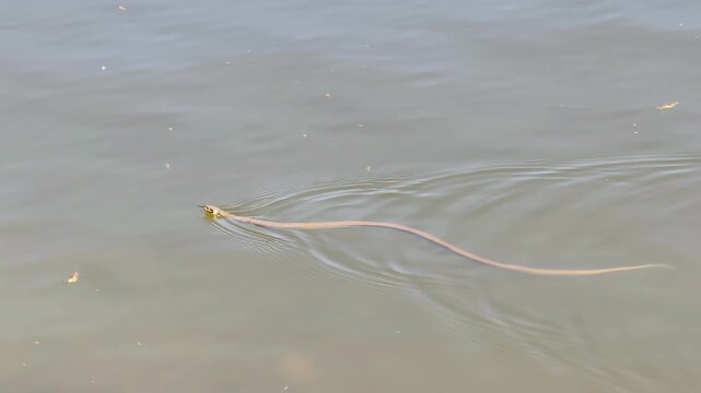 Grass snake swimming on clear water surface