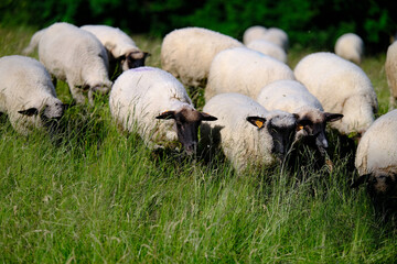 A peaceful flock of sheep grazing in lush green pasture illustrating idyllic rural life and sustainable farming © Kamil