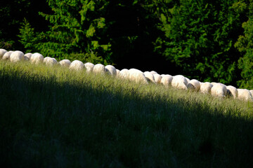 A line of fluffy white sheep grazing peacefully on a lush green alpine meadow framed by a dense dark forest in early morning light © Kamil