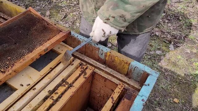 Beekeeper working with bees in apiary, sweeping honeybees off a wooden honeycomb frame with a soft brush into an open beehive box during seasonal spring maintenance work.
